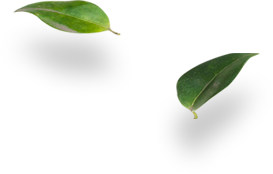 shape Image